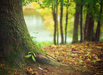 木材由来フィルム